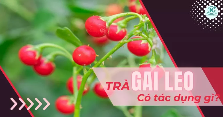 trà gai leo có tác dụng gì