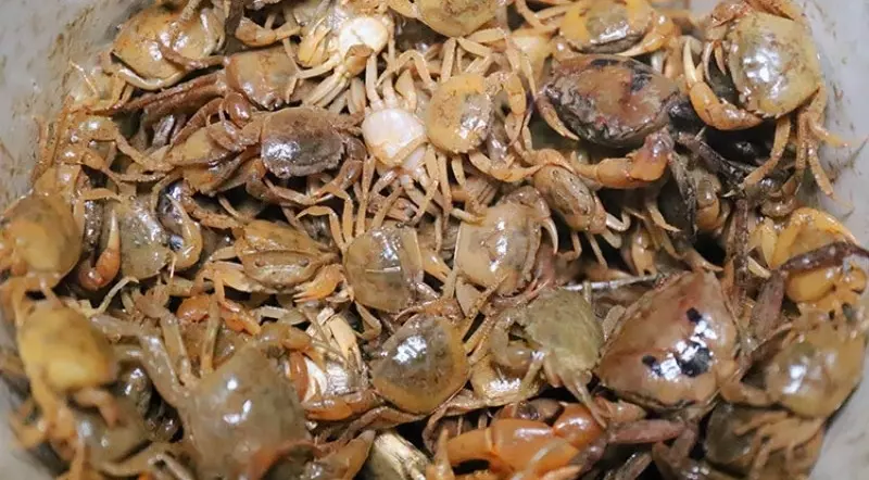 Cách chọn mua cua đồng tươi ngon