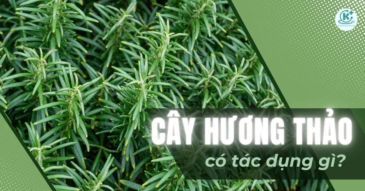 Cây hương thảo có tác dụng gì? Có thể trồng trong nhà được không?