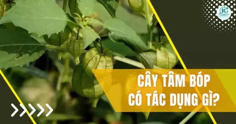 tác dụng của cây tầm bóp