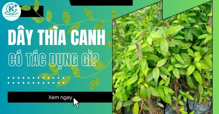 dây thìa canh có tác dụng gì