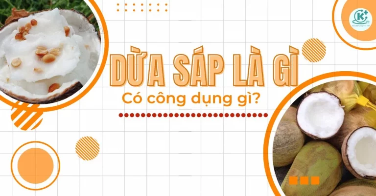 dừa sáp là gì