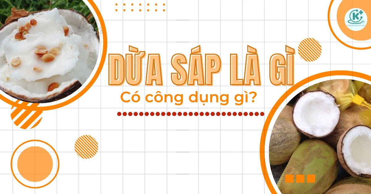 dừa sáp là gì
