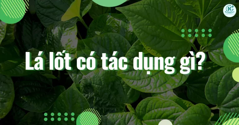 Lá lốt có tác dụng gì