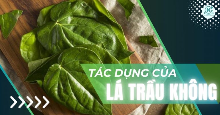 tác dụng của lá trầu không