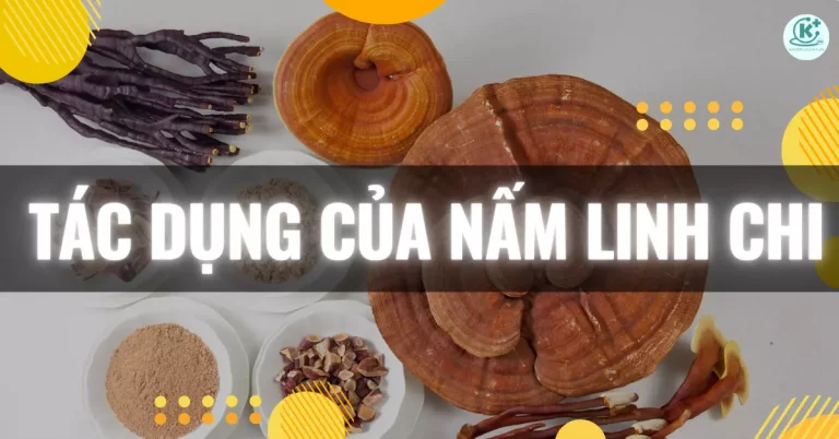 tác dụng của nấm linh chi