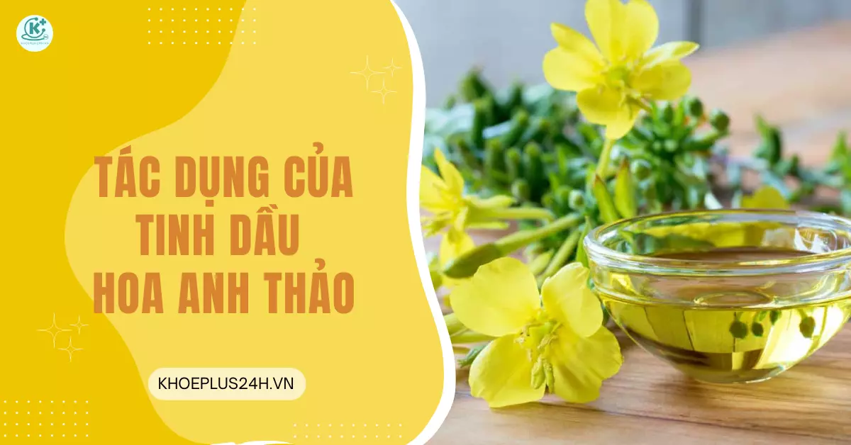 tác dụng của tinh dầu hoa anh thảo