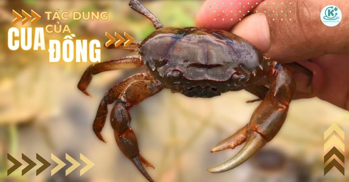 tác dụng của cua đồng