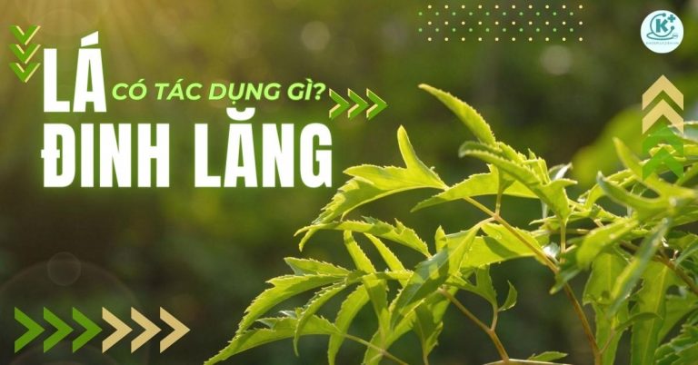 lá đinh lăng có tác dụng gì