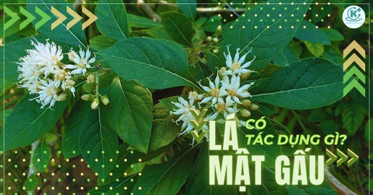 lá mật gấu có tác dụng gì
