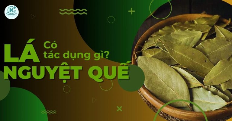 lá nguyệt quế có tác dụng gì
