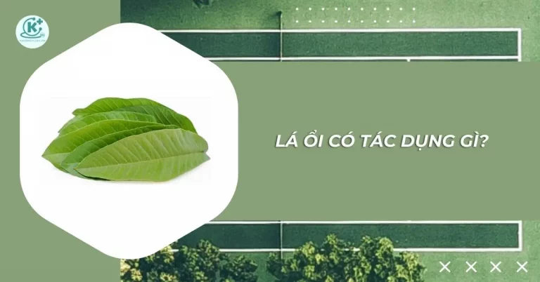 lá ổi có tác dụng gì