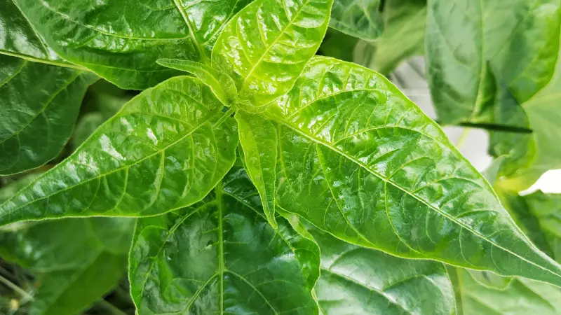 Lá ớt cũng được chế biến thành nhiều món ăn dinh dưỡng