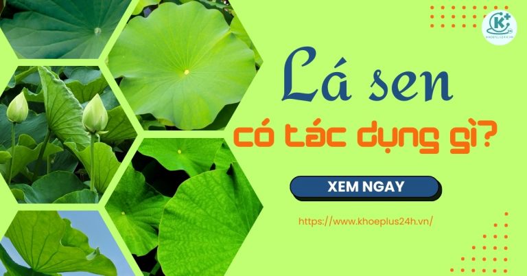 Lá sen có tác dụng gì? Những người không nên uống nước là sen?
