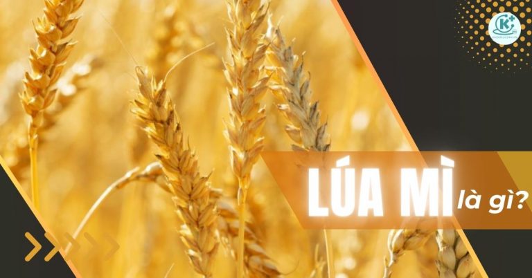 lúa mì là gì