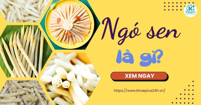 Ngó sen là gì? Ngó sen làm món gì ngon?