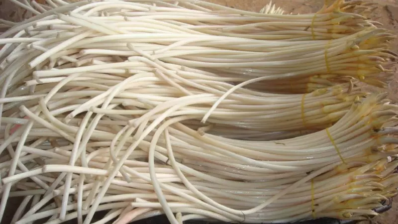 Ngó sen ngon nhất là khi bạn mua nguyên cọng chưa cắt
