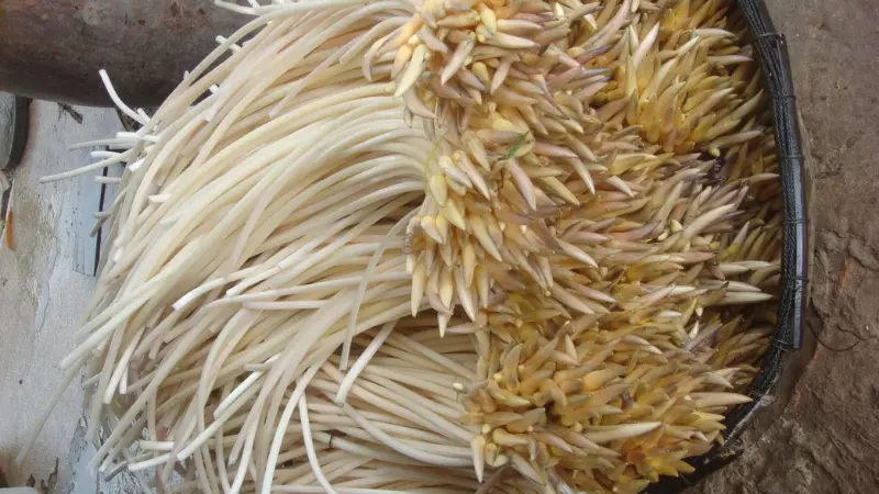 Chọn những cọng căng mọng để đảm bảo độ tươi ngon