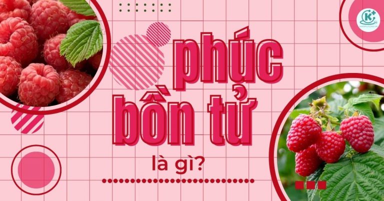 raspberry-mam-xoi-phuc-bon-tu-la-qua-gi-co-may-loai-qua-mam-xoi-thumbnail