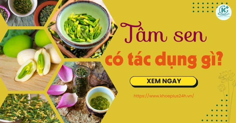 Tâm sen có tác dụng gì và các tác dụng của tâm sen tốt sức khỏe