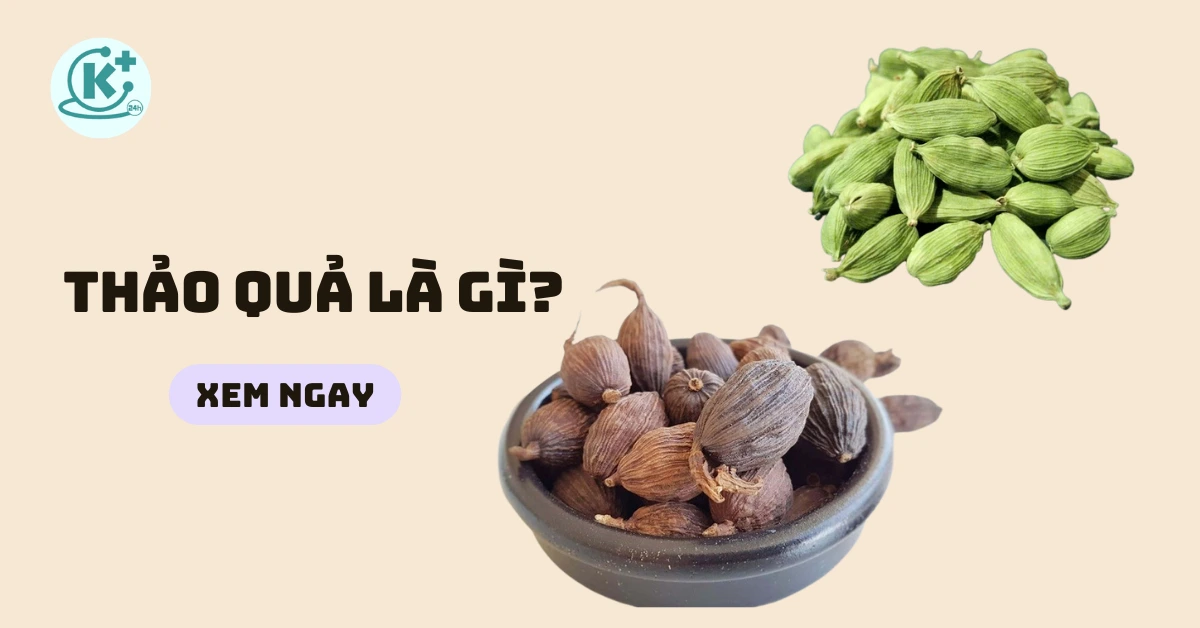 thảo quả là gì