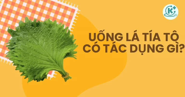 uống lá tía tô có tác dụng gì