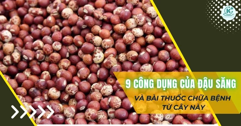 công dụng của đậu săng
