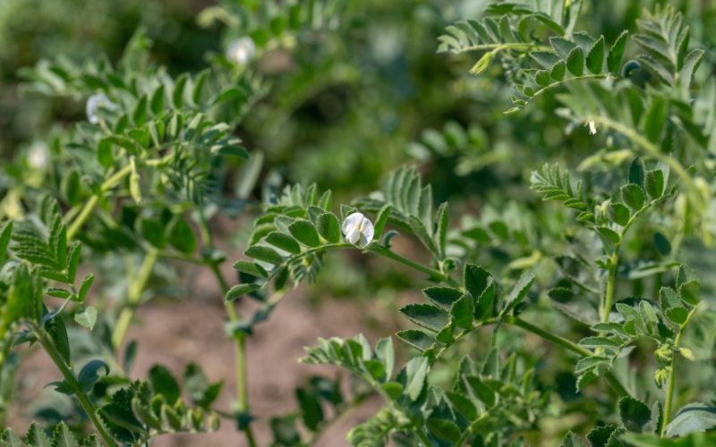 Cây đậu gà có chiều cao trung bình 20 - 50cm, lá nhỏ có lông