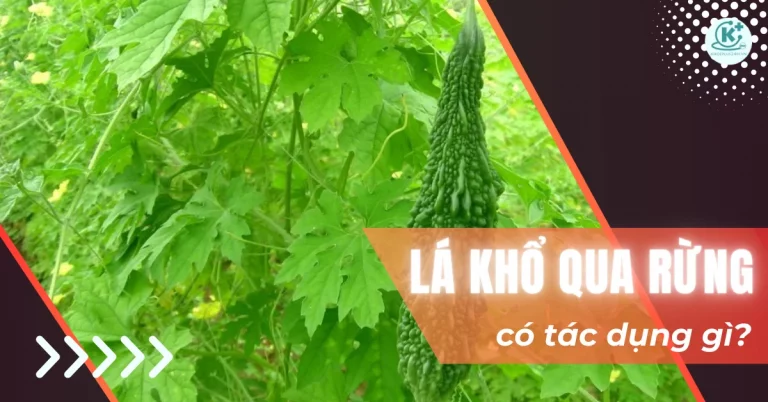 Lá khổ qua có tác dụng gì? 8 công dụng tuyệt vời đối với sức khỏe