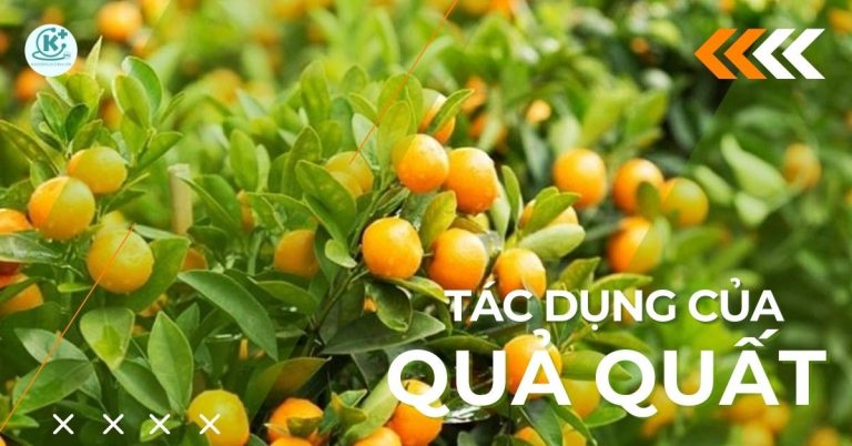 tác dụng của quả quất