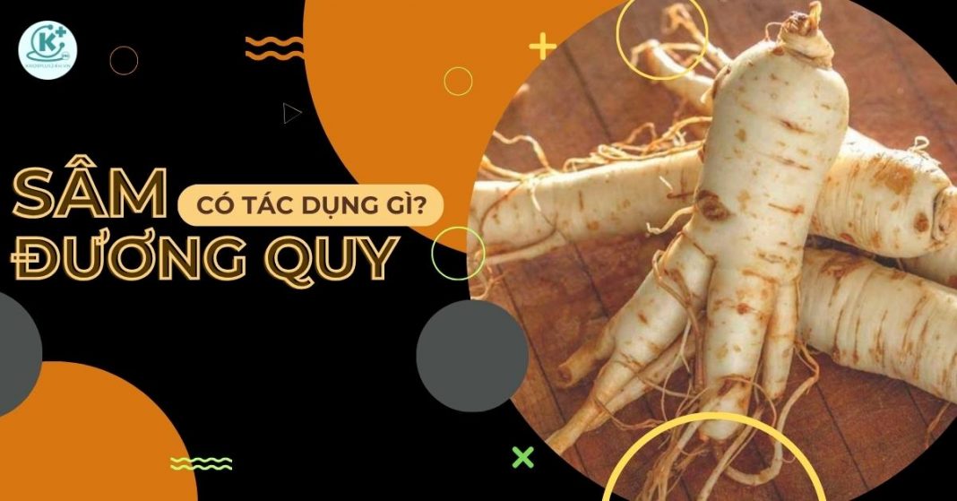 sâm đương quy có tác dụng gì