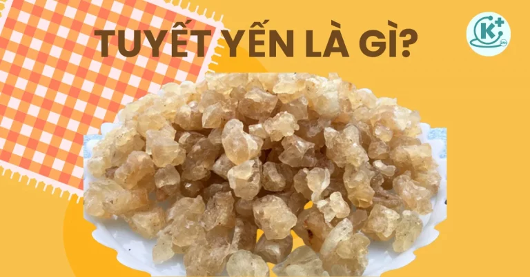 tuyết yến là gì